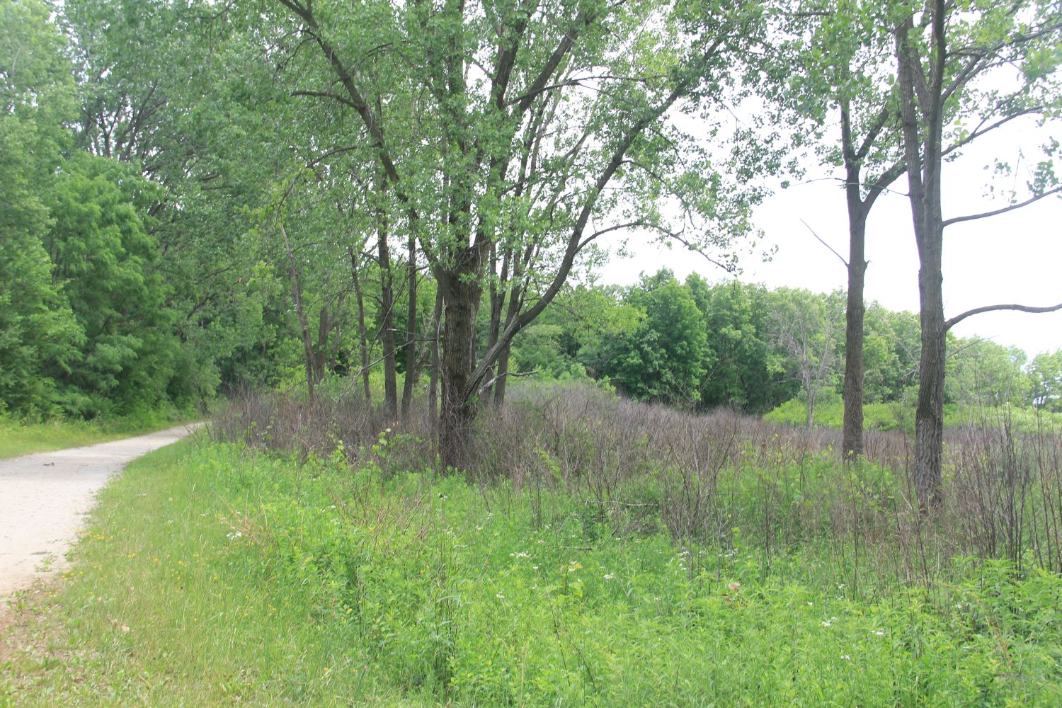 GoldFinch Trail 